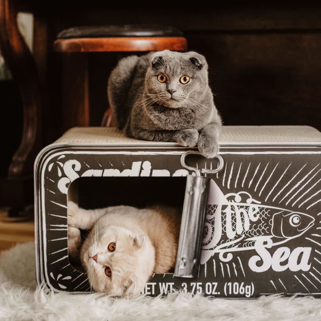 Tanière pour chat SARDINE avec griffoir
